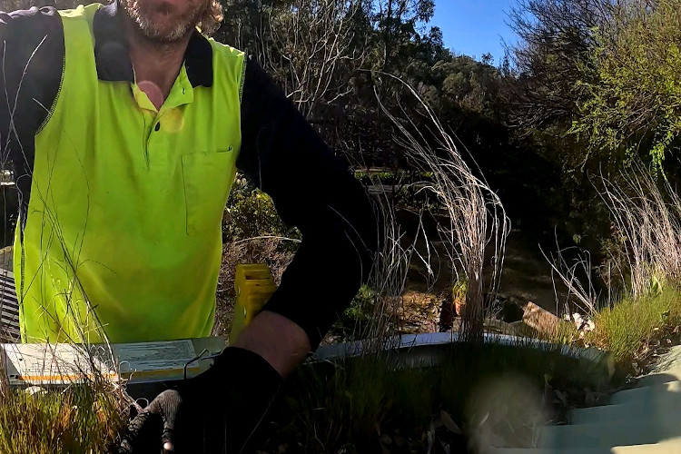 batemansbay gutters play host to a green surprise, cleaner geared up to tackle it.