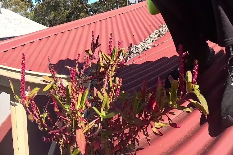 A visual delight: stunning red plants in the guttering, marking the start of cleaning.