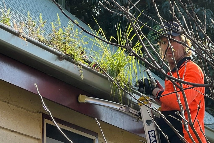 Expert in gutter cleaning services in batemansbay confidently stares at the camera, surrounded by thriving gutter plants.