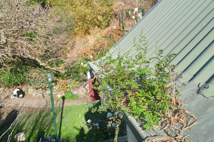 Flourishing plants break through a gutter guard in batemansbay, requiring cleaning soon.