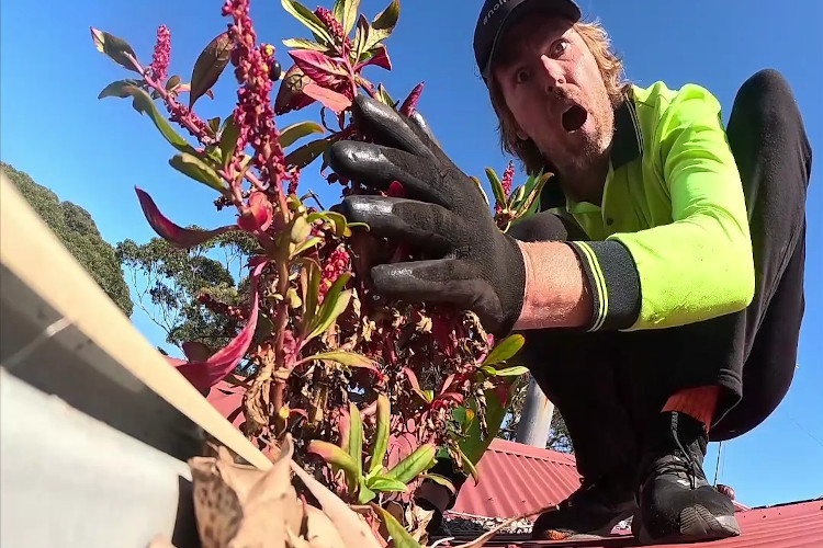 batemansbay gutter cleaner in total amazement at the sight of stunning plants flourishing from the guttering.