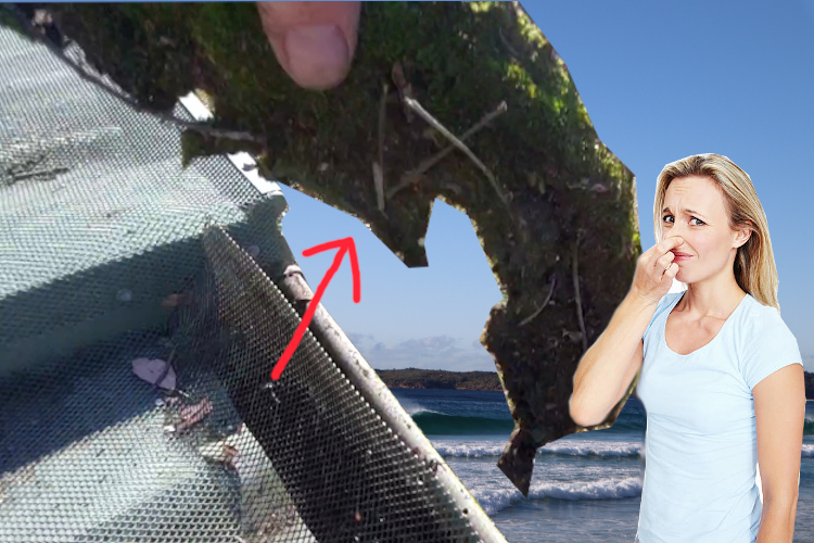 Woman`s Odor Reaction During Moss Removal by batemansbay Gutter Cleaning Service Under Gutter Guard