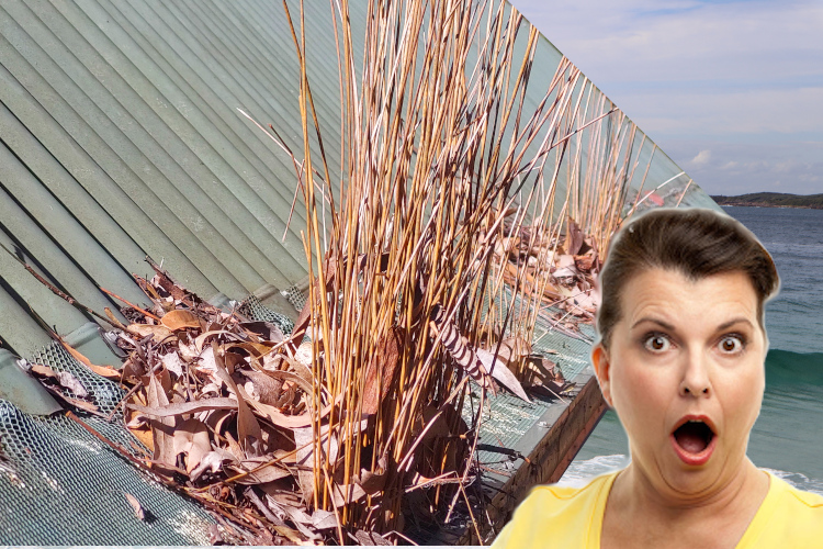 batemansbay Woman Astonished by Plants Bursting Through Gutter Guards
